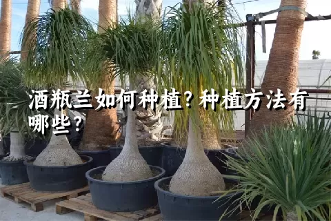 酒瓶兰如何种植？种植方法有哪些？