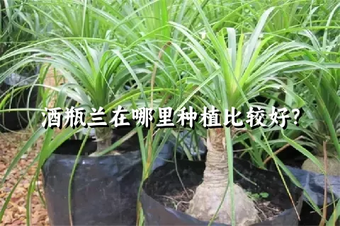 酒瓶兰在哪里种植比较好？