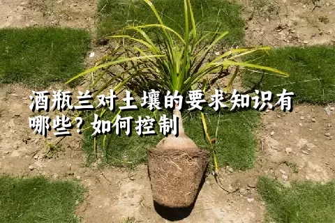 酒瓶兰对土壤的要求知识有哪些？如何控制