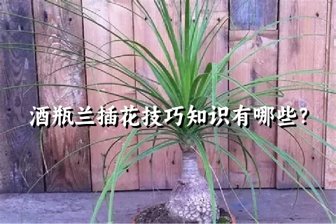 酒瓶兰插花技巧知识有哪些？