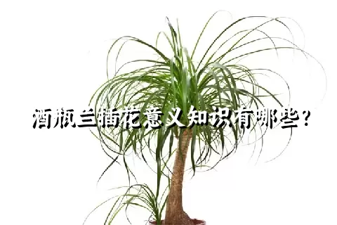 酒瓶兰插花意义知识有哪些？