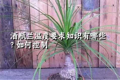 酒瓶兰温度要求知识有哪些？如何控制