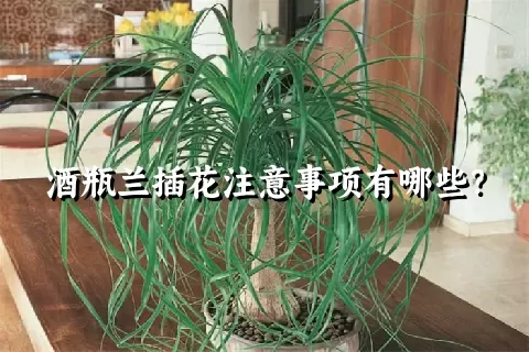 酒瓶兰插花注意事项有哪些？