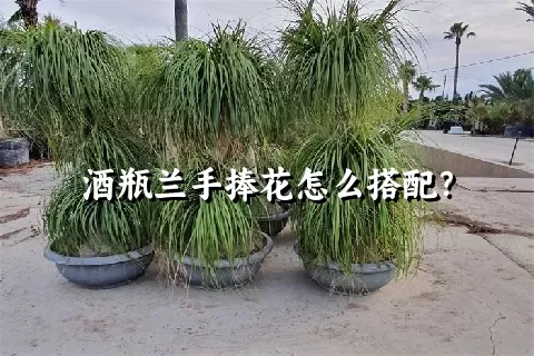 酒瓶兰手捧花怎么搭配？