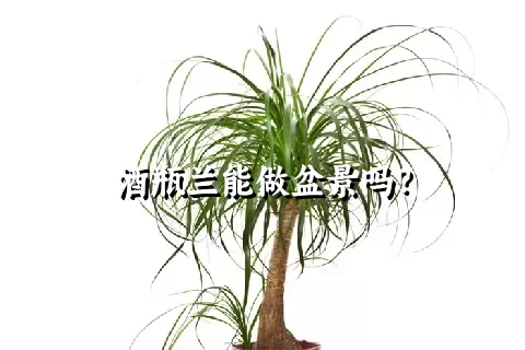 酒瓶兰能做盆景吗？