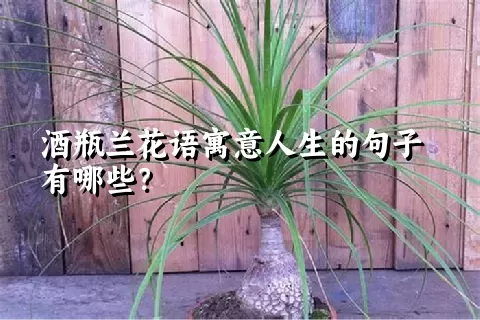 酒瓶兰花语寓意人生的句子有哪些？