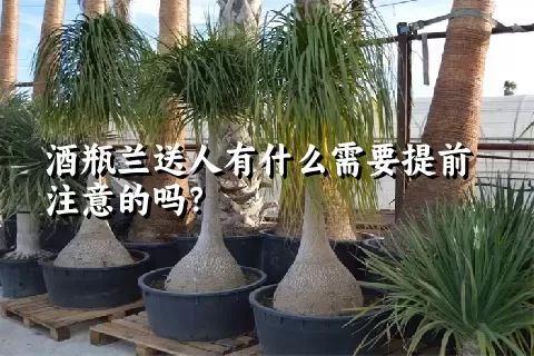 酒瓶兰送人有什么需要提前注意的吗？