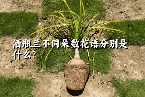 酒瓶兰不同朵数花语分别是什么？