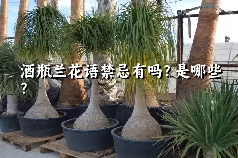 酒瓶兰花语禁忌有吗？是哪些？