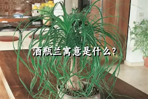 酒瓶兰寓意是什么？