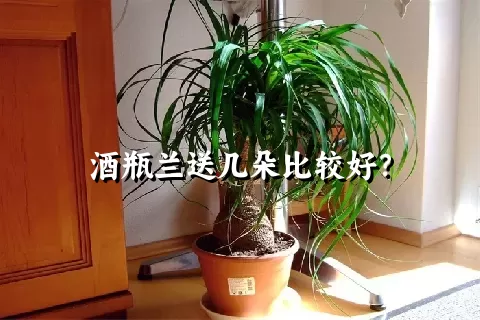 酒瓶兰送几朵比较好？