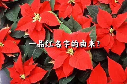 一品红名字的由来？