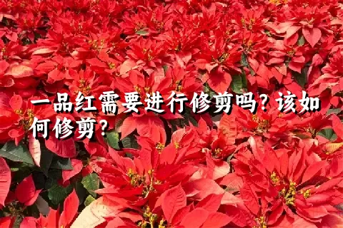 一品红需要进行修剪吗？该如何修剪？