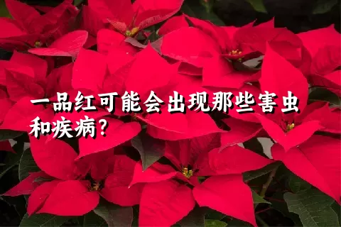 一品红可能会出现那些害虫和疾病？