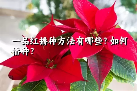 一品红播种方法有哪些？如何播种？