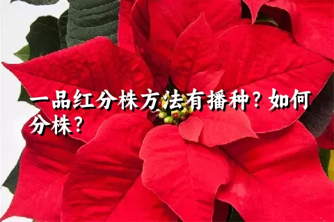 一品红分株方法有播种？如何分株？