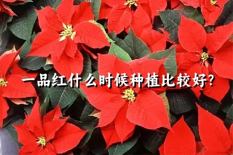 一品红什么时候种植比较好？