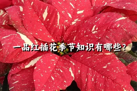 一品红插花季节知识有哪些？