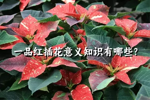 一品红插花意义知识有哪些？