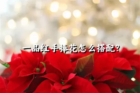 一品红手捧花怎么搭配？