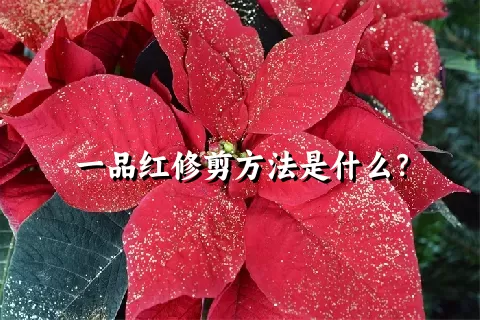 一品红修剪方法是什么？