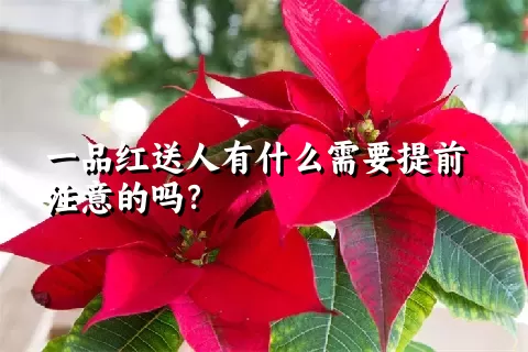 一品红送人有什么需要提前注意的吗？