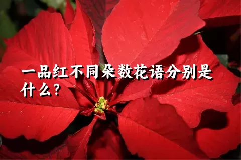 一品红不同朵数花语分别是什么？