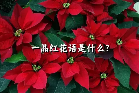 一品红花语是什么？