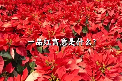 一品红寓意是什么？