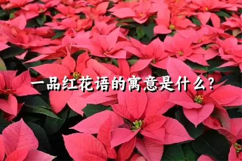 一品红花语的寓意是什么？