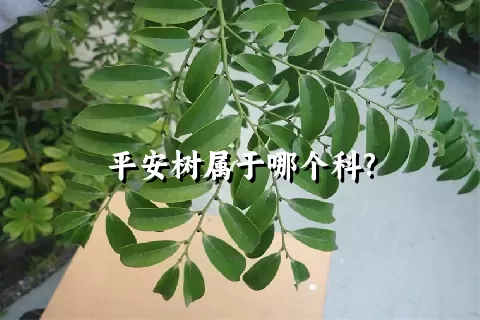 平安树属于哪个科?