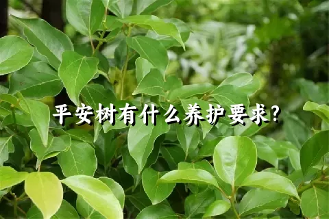 平安树有什么养护要求?