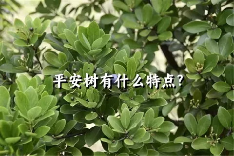 平安树有什么特点?