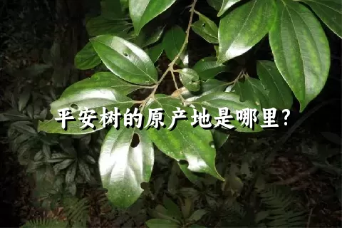 平安树的原产地是哪里?