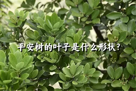 平安树的叶子是什么形状?