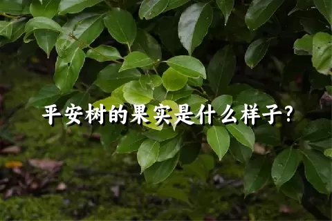 平安树的果实是什么样子?