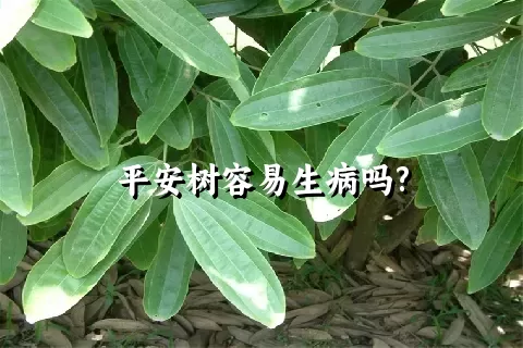 平安树容易生病吗?