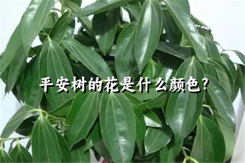 平安树的花是什么颜色?