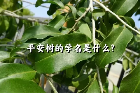 平安树的学名是什么?