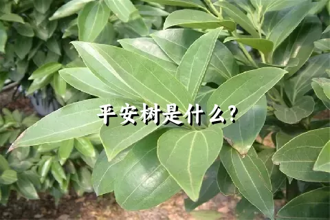 平安树是什么?