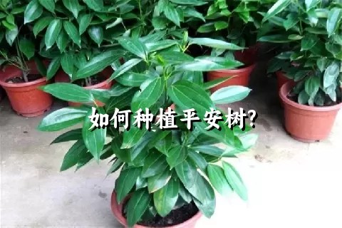 如何种植平安树?