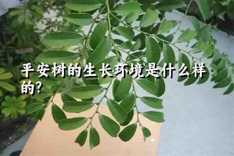 平安树的生长环境是什么样的?