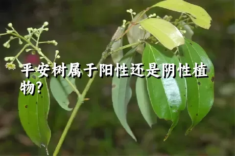 平安树属于阳性还是阴性植物?