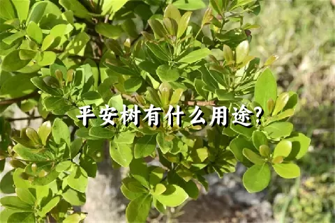 平安树有什么用途?