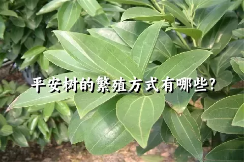 平安树的繁殖方式有哪些?