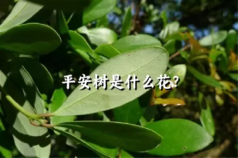 平安树是什么花？