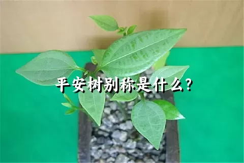 平安树别称是什么？