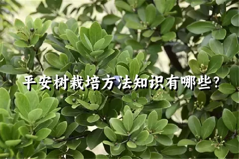 平安树栽培方法知识有哪些？