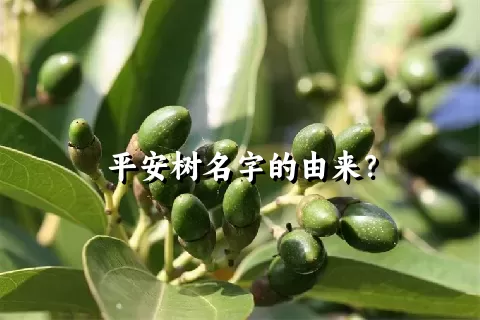 平安树名字的由来？