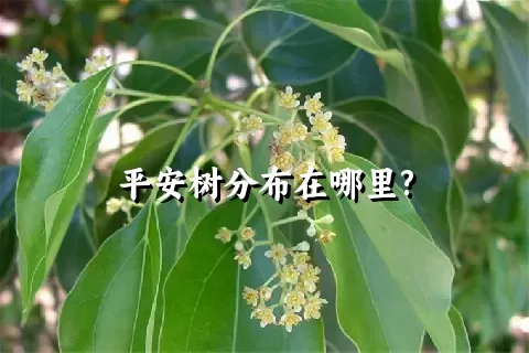 平安树分布在哪里?